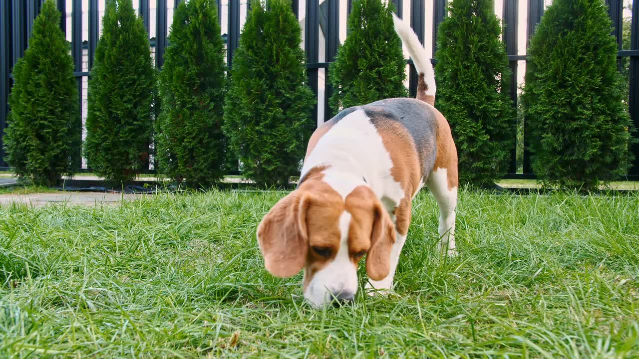 可爱的小猎犬在草地上嗅到了什么，四处搜索。狗用鼻子寻找东西，感觉气味，试图找到物品视频素材