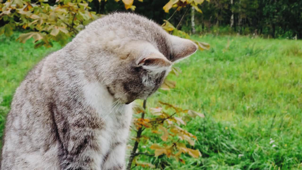 灰虎斑猫舔自己。在乡下，一只毛茸茸的小猫正坐在木栅栏上。视频素材