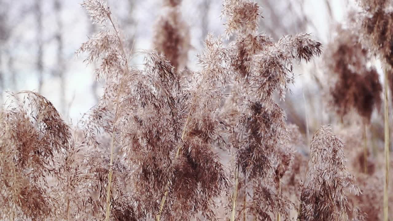 金色的芦苇种子在浅色背景的中性色调。日落时的潘帕斯草。干燥的芦苇靠近。时髦的毛茸茸的植物。视频素材