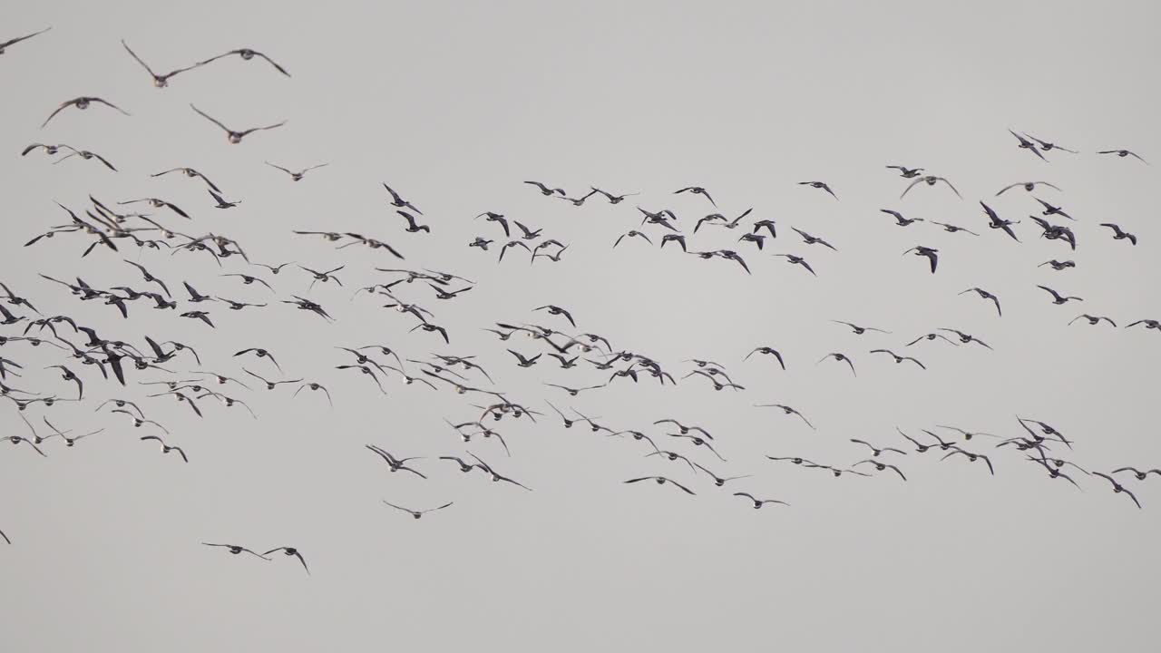 一群黑雁(Branta leucopsis)惊恐地飞来飞去视频素材