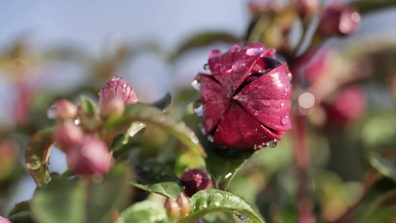 樱红色花视频素材