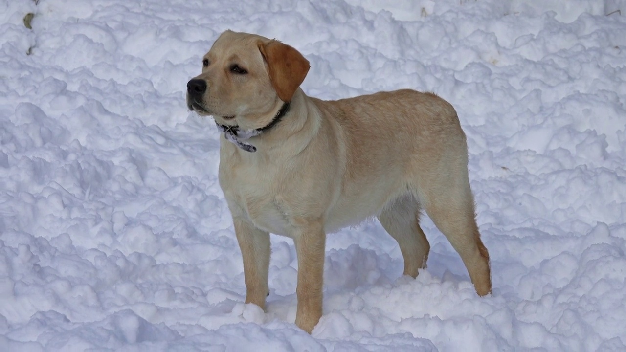 拉布拉多寻回幼犬在雪地里户外活动视频素材