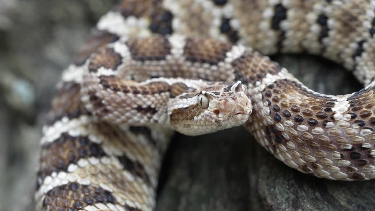 加利福尼亚巴哈响尾蛇(Crotalus enyo)弹她的舌头在超级慢动作。视频素材