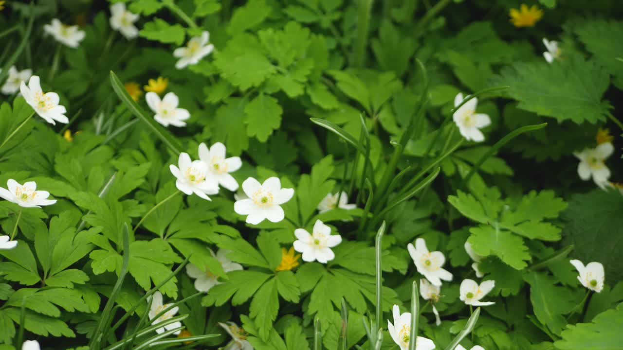 白色的花在绿草的背景视频素材