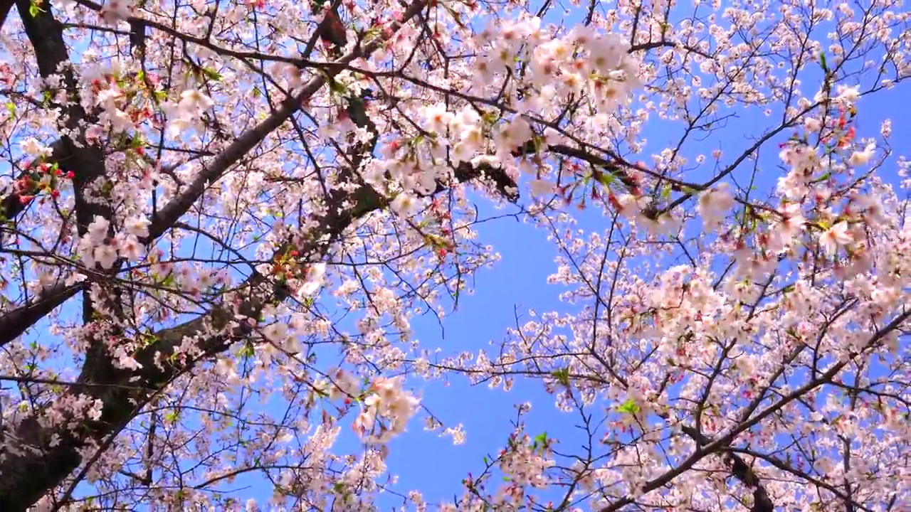 樱花映衬着湛蓝的天空视频素材