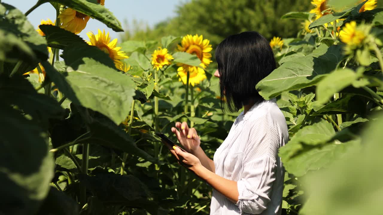 妇女农民，农艺师检查质量收成，在田野上手持平板有机向日葵视频素材