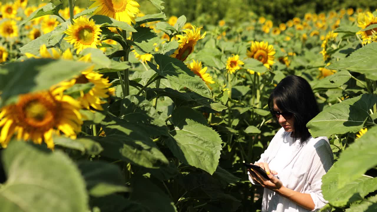 妇女农民，农艺师工作与平板在田间有机向日葵，检查质量收获，分析检验，网上销售，种植种子生产植物油。智能农业数字农业现代科技商业视频素材