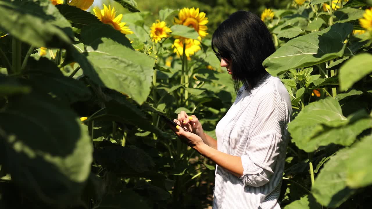 女农民，女商人手持平板在田间有机向日葵网上销售视频素材