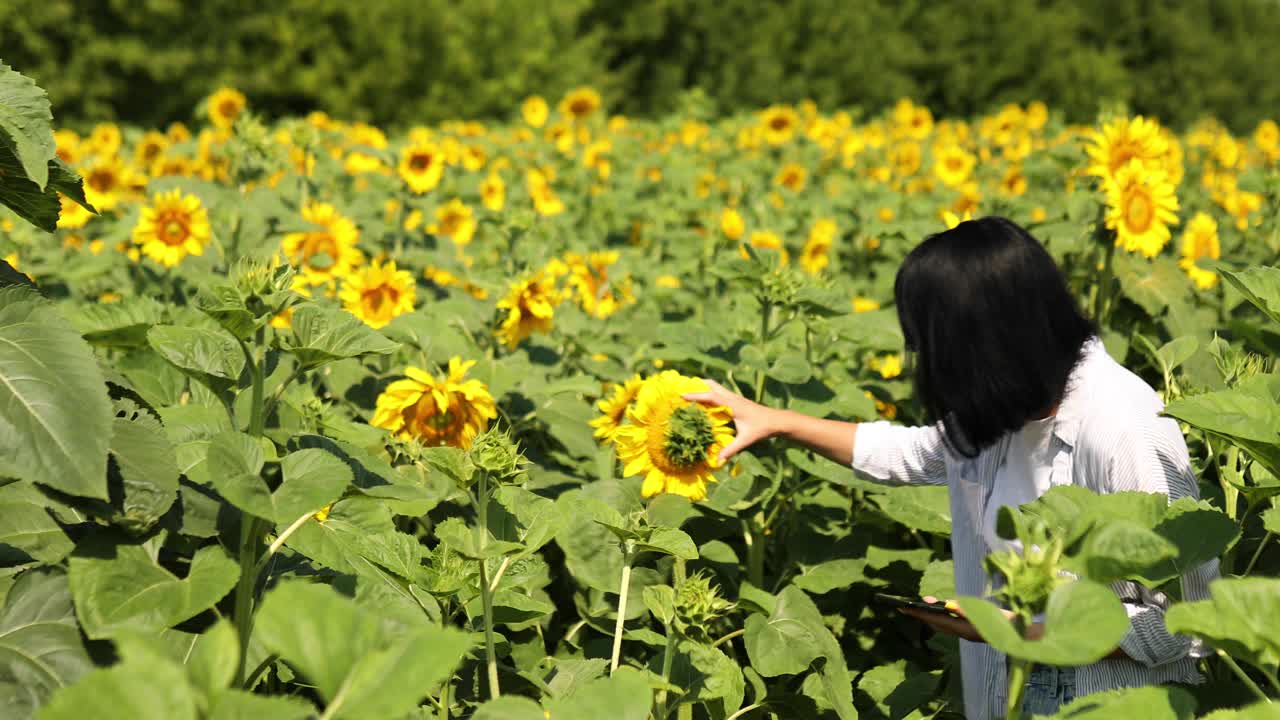 妇女农民，农艺师检查质量收成，在田野上手持平板有机向日葵视频素材