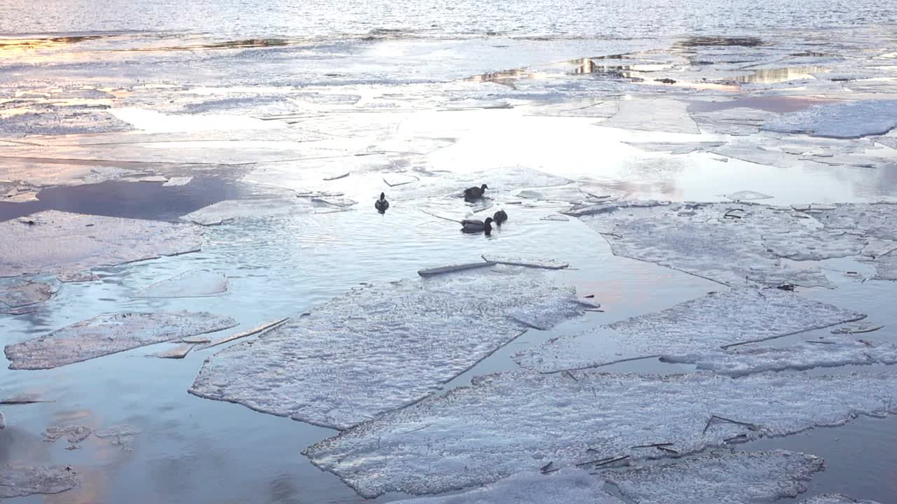 一条河，冰融化了，水里漂着鸭子。视频素材