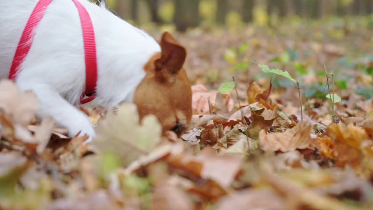 在秋天公园里遛狗视频素材