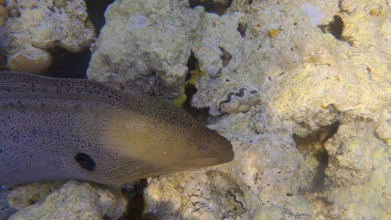 清晨的阳光下，海鳗游过浅水中的珊瑚礁。巨型海鳗(Gymnothorax javanicus) 4K-60fps视频素材