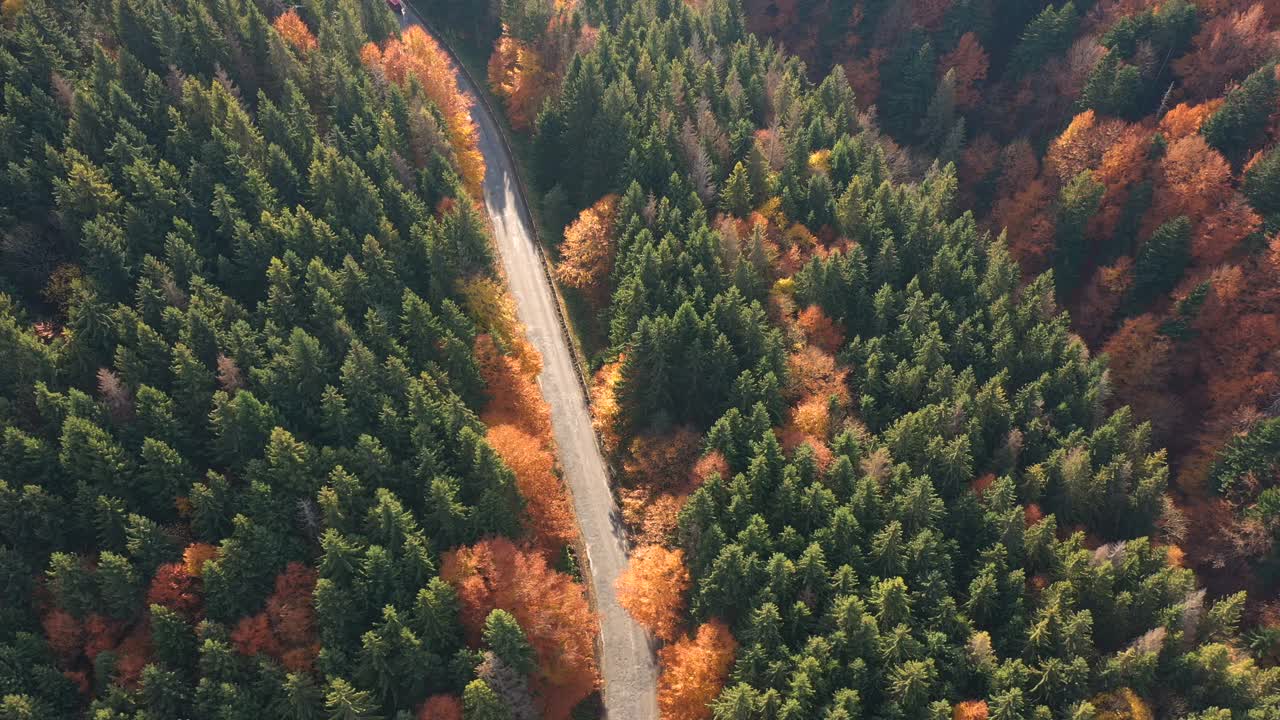 鸟瞰图的山路在绿色的山丘和山脉中被松树和橙色的秋天山毛榉树覆盖视频素材