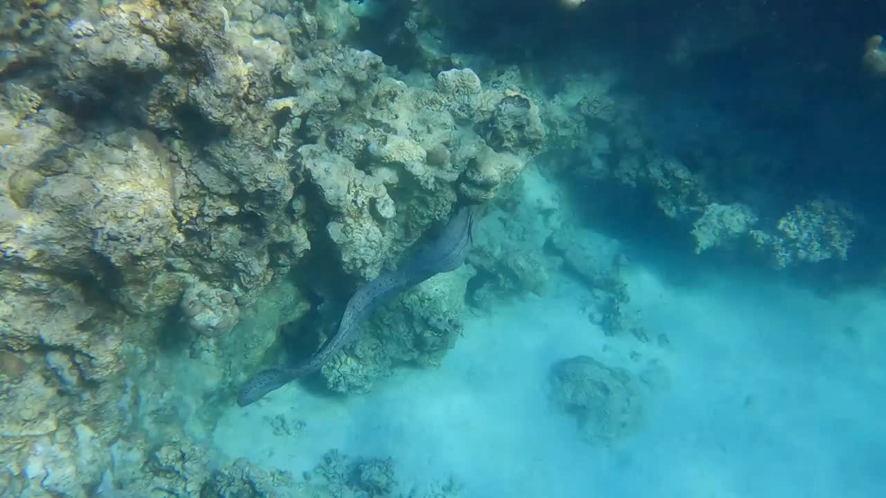 清晨的阳光下，海鳗在珊瑚礁附近游动。巨型海鳗(Gymnothorax javanicus) 4K-60fps视频素材