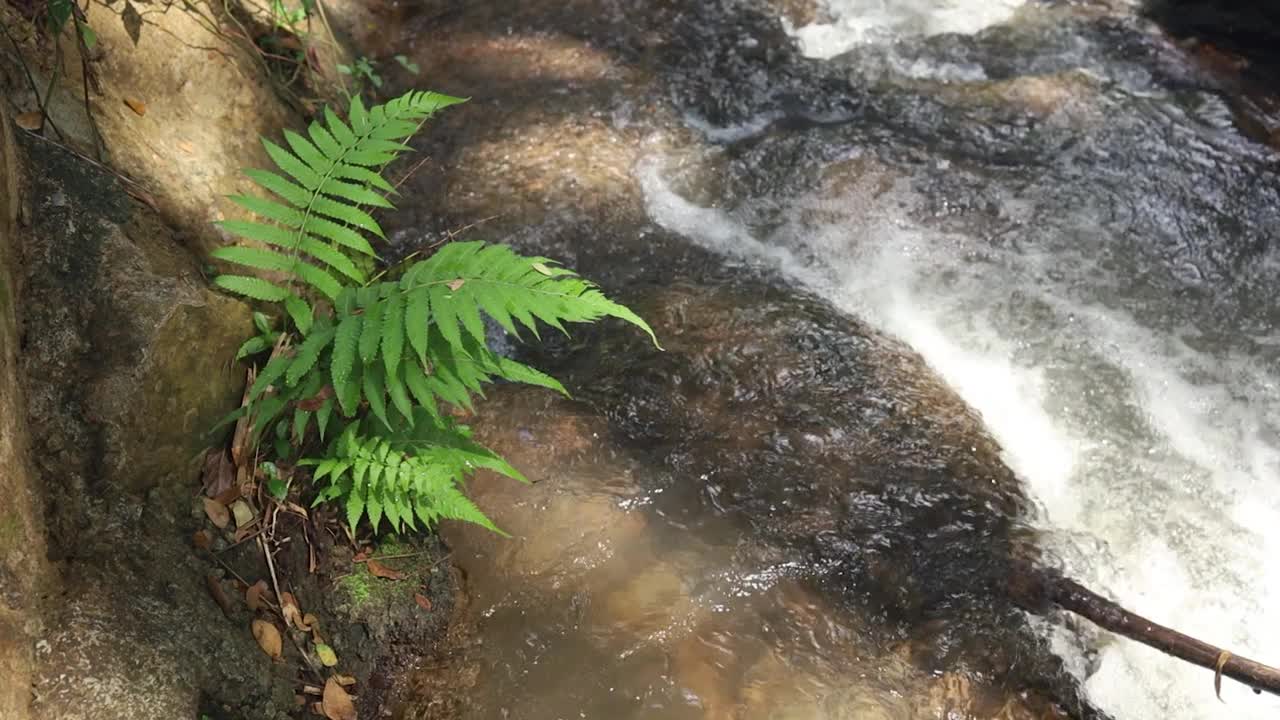 水像小溪一样流过长在岸边的树。视频下载