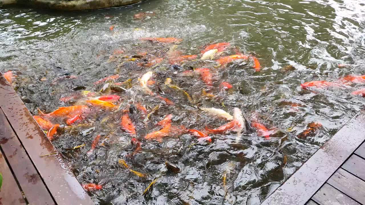 锦鲤在池塘里游泳视频素材