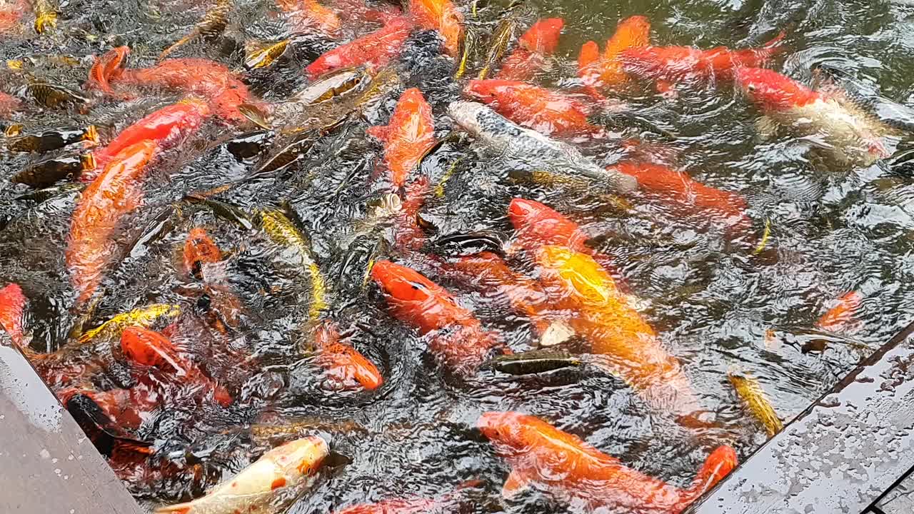 鲤鱼锦鲤在清澈的水中游泳，户外池塘里有水生植物视频素材