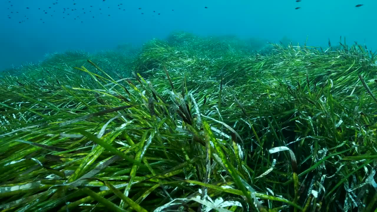 郁郁葱葱的绿色海草Posidonia，在蓝色的水背景。镜头向前移动在绿色的地中海绒毡草或海草(Posidonia)。4K - 60帧/秒。塞浦路斯视频素材