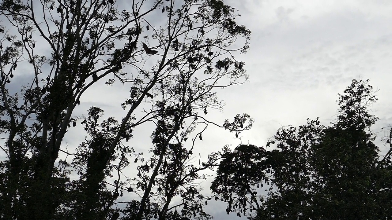 飞狐在热带雨林中飞翔。缓慢的运动。视频素材