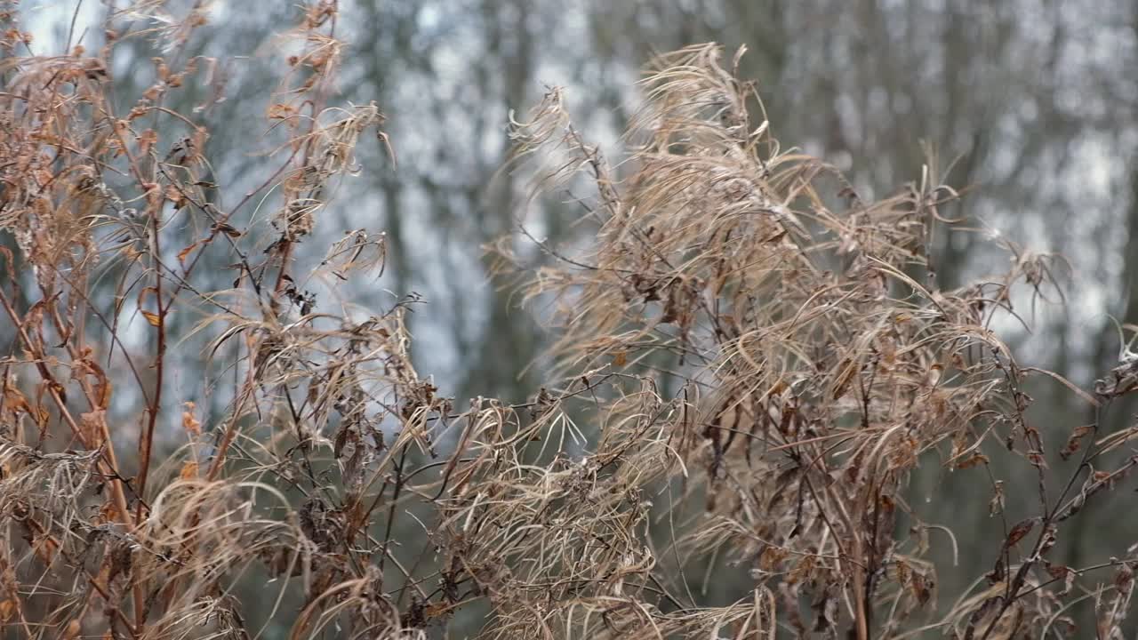 潘帕斯草在风中。干燥的米色里德。软的焦点。美丽的秋天，潘帕斯草花摇曳。抽象的自然的视频。潘帕斯草在风中。干燥的米色里德。柔和的中性颜色。地球音调。视频素材