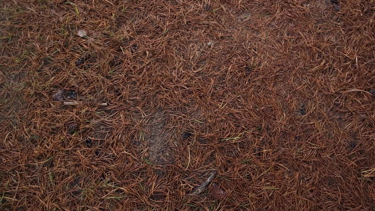 苔藓地面的俯视图背景，绿色森林地面。自然、有机的背景。空间的文本。柔和的中性颜色。地球音调。抽象的自然背景。4 k视频素材