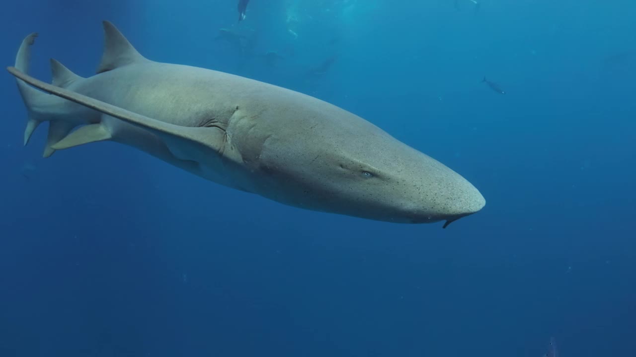 护士鲨。护士鲨(Ginglymostoma cirratum)在海洋中游泳的水下照片视频素材