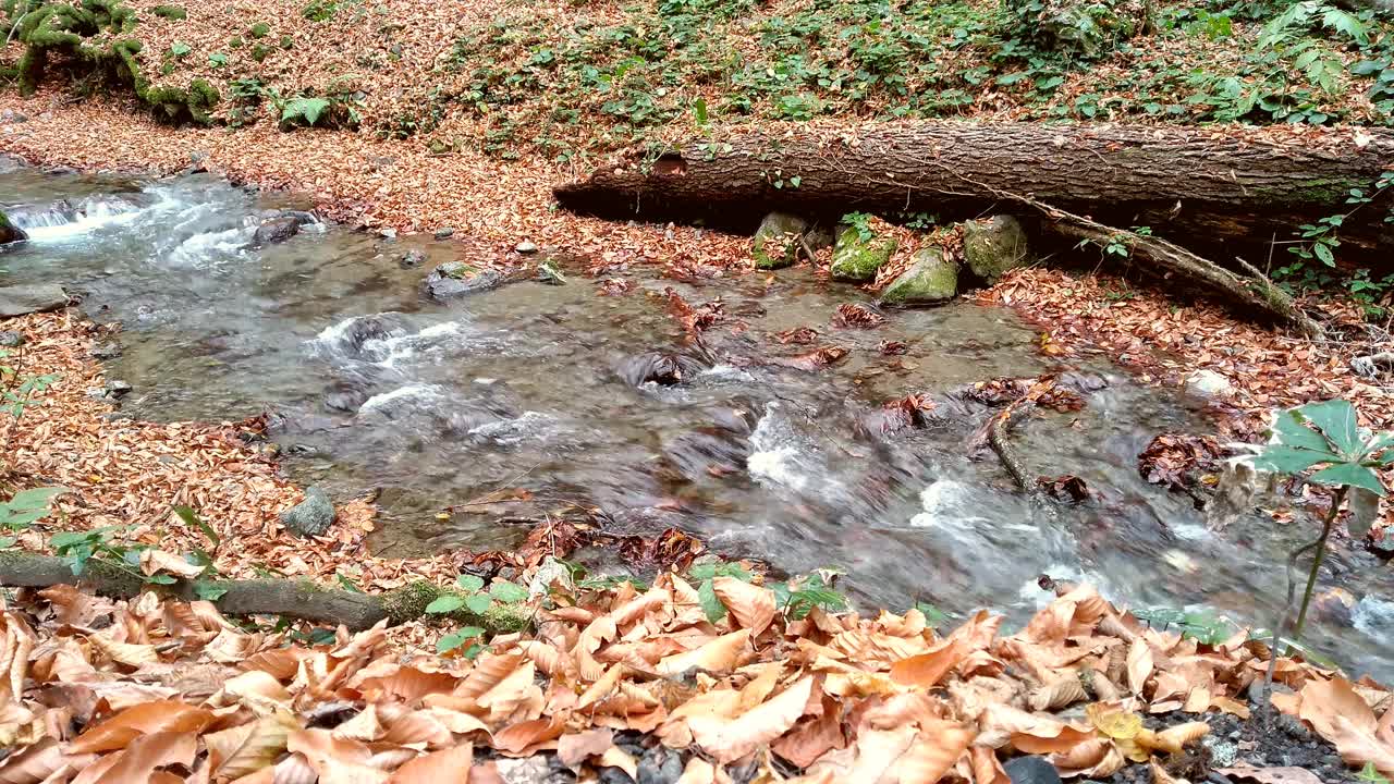 秋天，枯叶和泉水视频素材