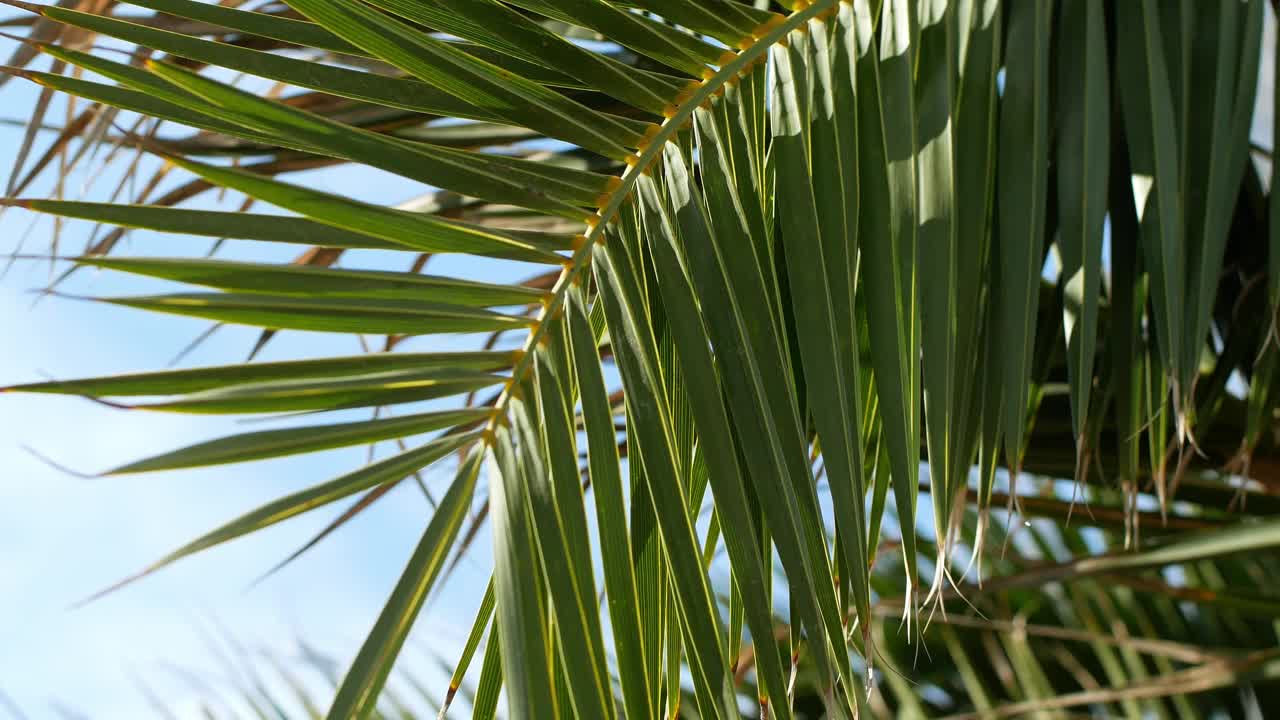 热带椰枣绿色棕榈树的树枝，移动在风against a blue sky。视频素材