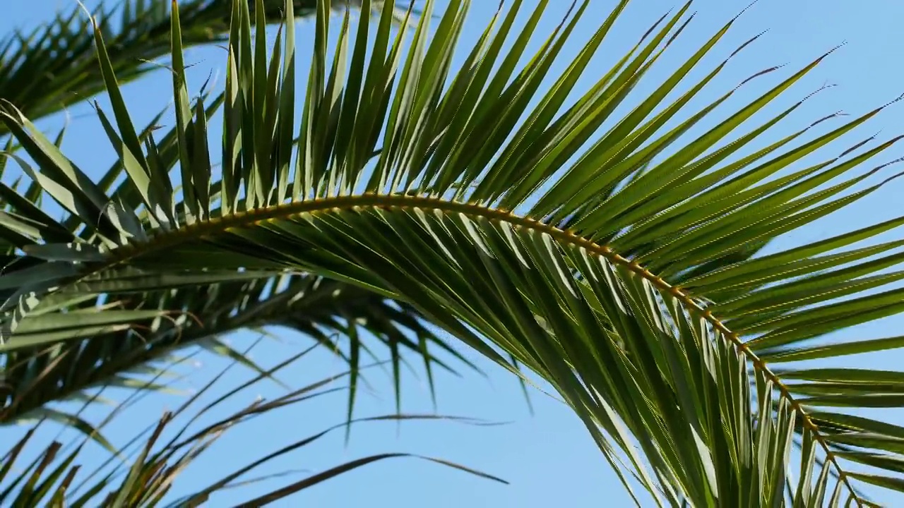 热带椰枣绿色棕榈树的树枝，移动在风against a blue sky。视频素材