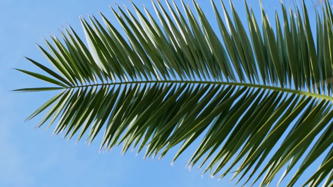 热带椰枣绿色棕榈树的树枝，移动在风against a blue sky。视频素材