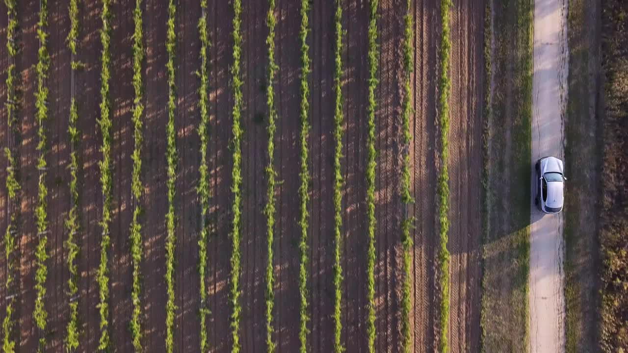 无人机直接拍摄在一辆汽车巡航通过美丽的葡萄园在Vrsac的乡村视频素材