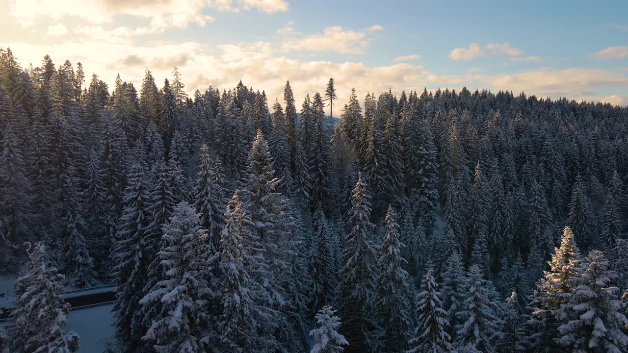 空中冬季景观与松树的雪覆盖森林在寒冷的山脉在日出视频素材