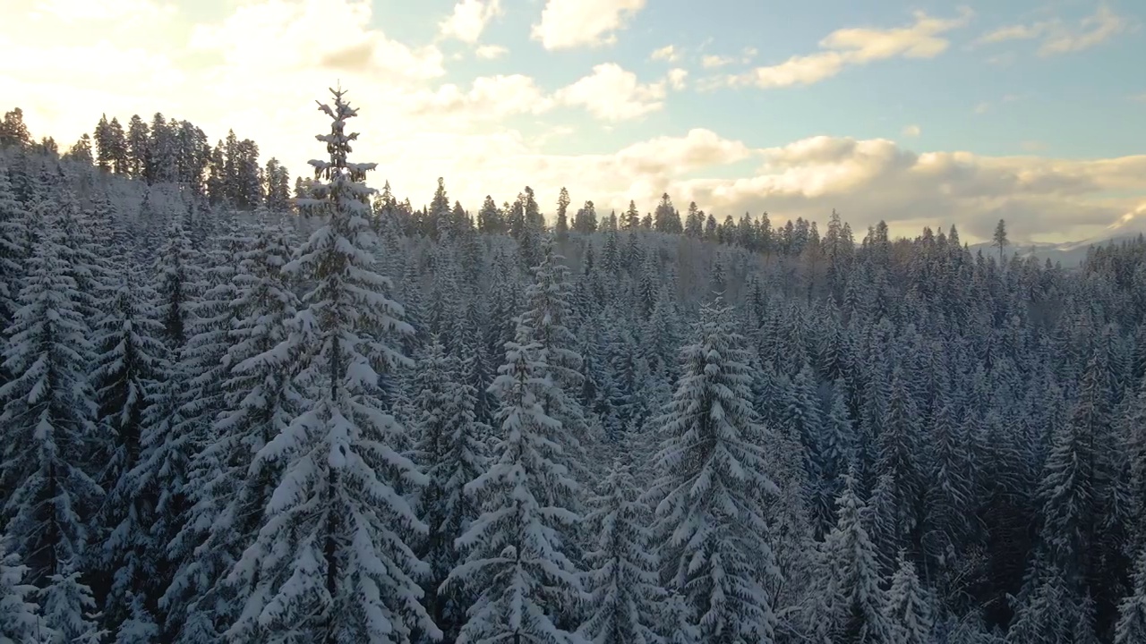 空中冬季景观与松树的雪覆盖森林在寒冷的山脉在日出视频素材