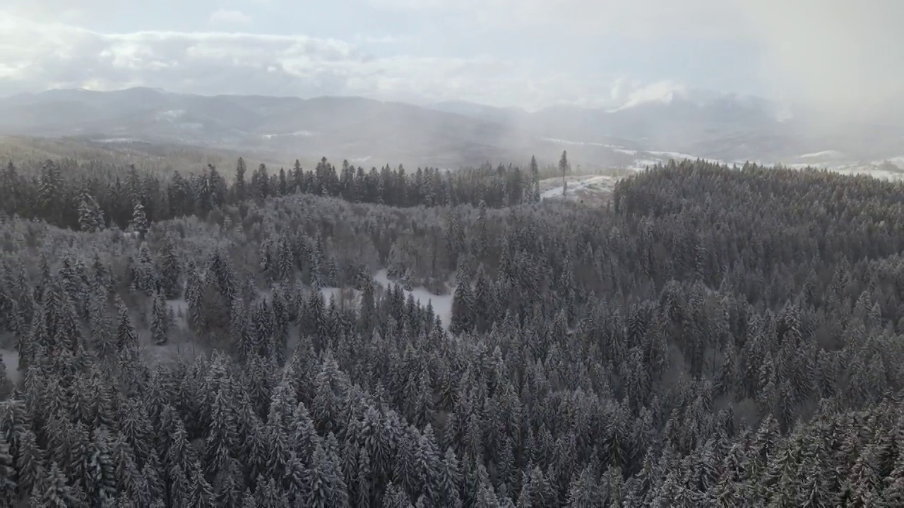 冬季景观与云杉的雪覆盖森林在寒冷的山区视频素材