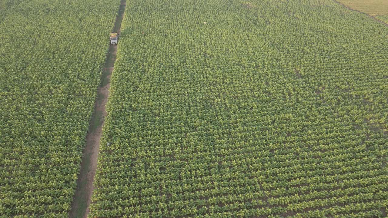 鸟瞰图或鸟瞰图种植烟草在农田，无人机拍摄飞行视频素材