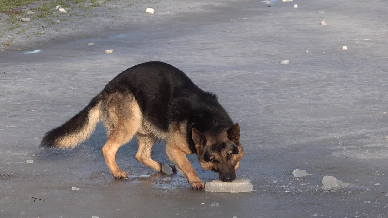 美丽的德国牧羊犬在冰上玩耍，嚼着一块冰视频素材