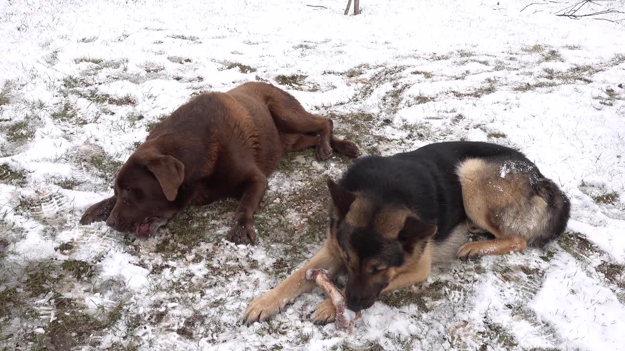 一只德国牧羊犬和一只巧克力棕色的拉布拉多寻回犬躺在雪地里，骨头被两只狗啃着视频下载