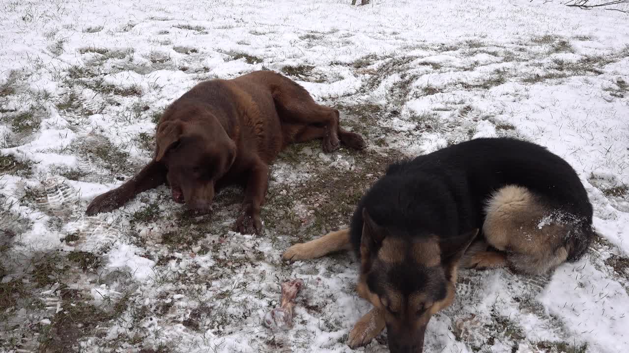 一只德国牧羊犬和一只巧克力棕色的拉布拉多寻回犬躺在雪地里，骨头被两只狗啃着视频下载