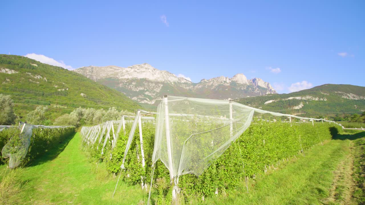 背山背水的苹果树种植园视频素材