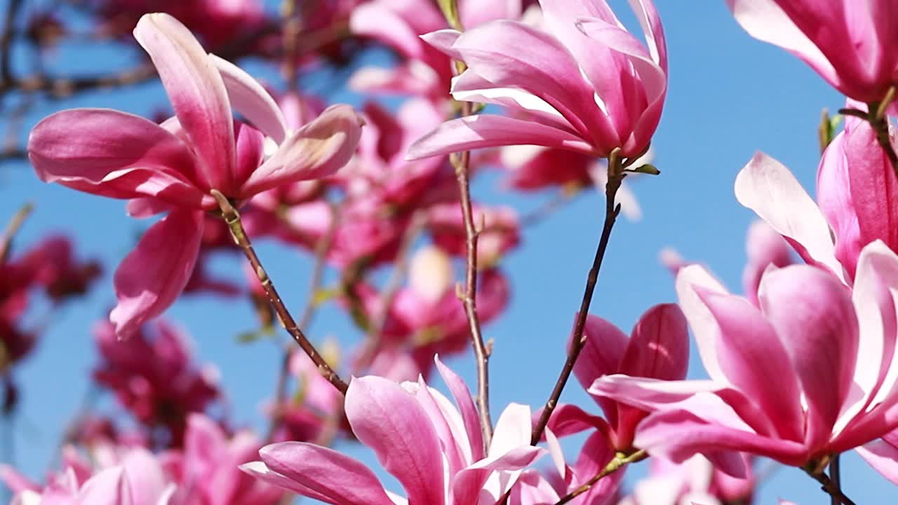 近距离拍摄一个开着紫色花朵的树枝视频素材