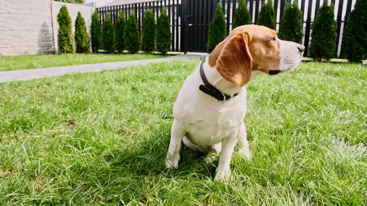 小猎犬坐在绿色公园的草地上。俯视图狗训练。概念服从,友谊。男人最好的朋友。小猎犬的主人训练和对待她的宠物与款待视频素材