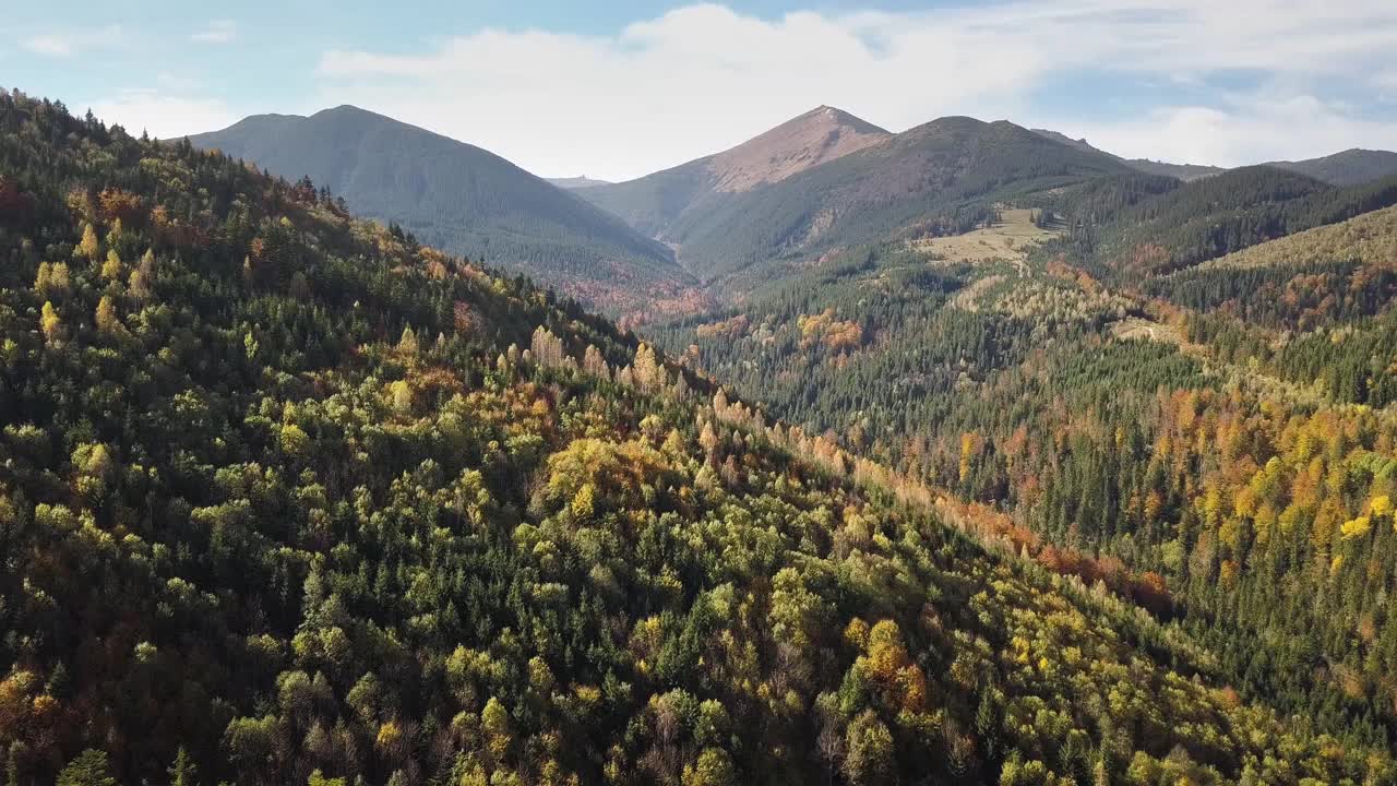 鸟瞰秋山景观，常绿的松树和黄色的秋天森林，远处是壮丽的山脉。视频素材