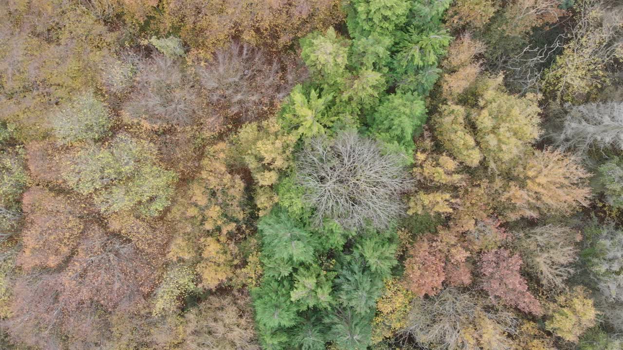 飞落在秋天的树冠上视频素材