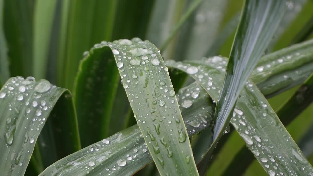 植物叶子上的露珠，靠近点视频素材