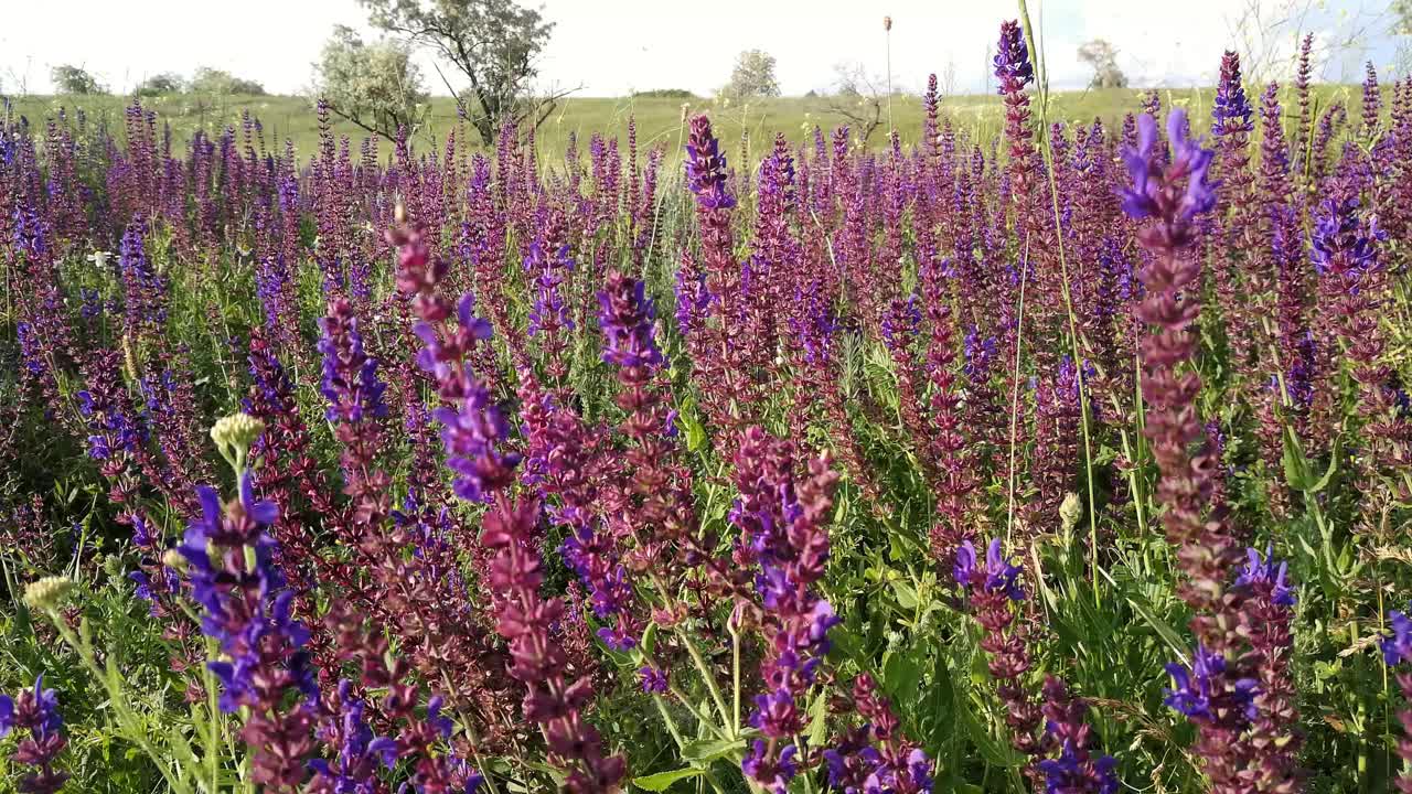 圣人紫色。风使花飘动。视频素材