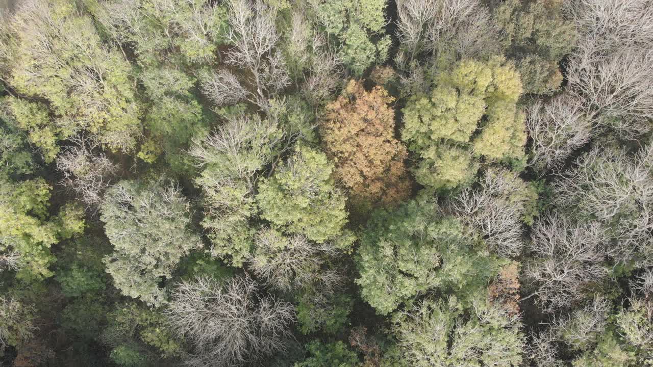 树林中秋天树冠的下降镜头视频素材