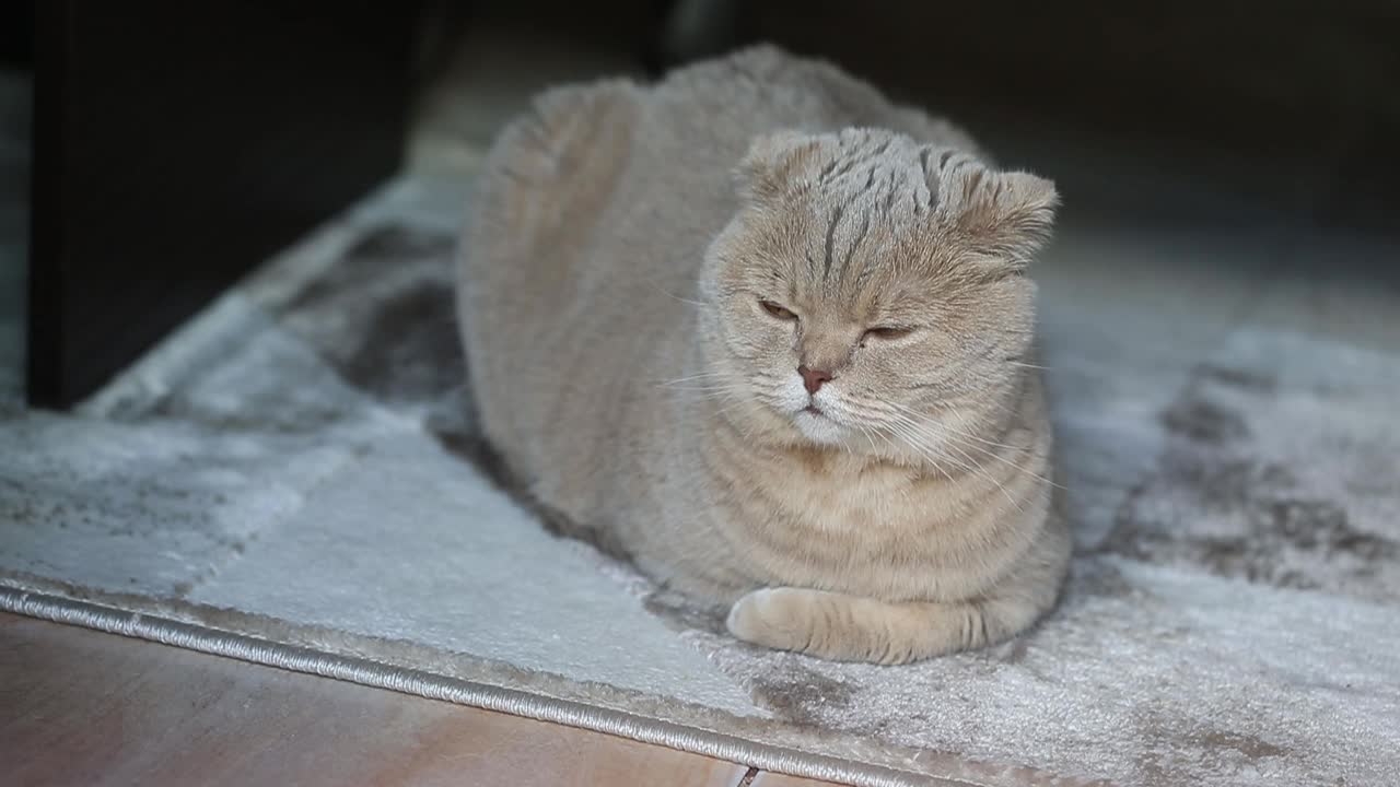 可爱好奇的苏格兰折叠猫放松在家里蓬松的地毯上，特写视频素材