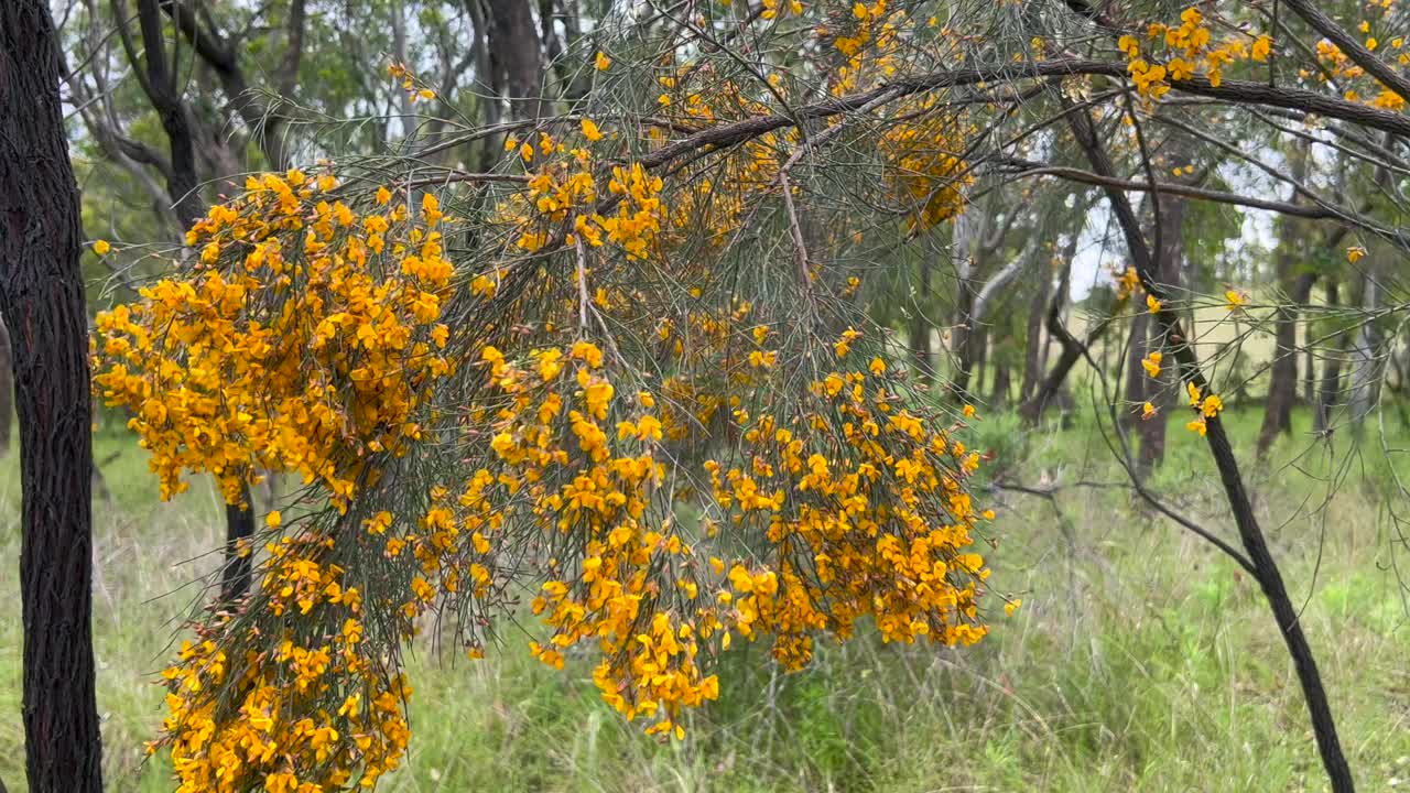 Jacksonia Scoparia灌木视频素材