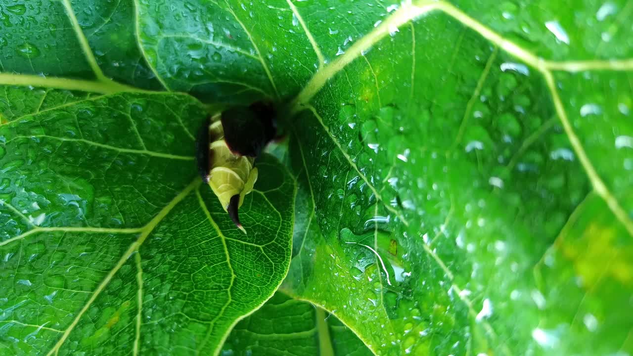 绿色叶子上透明的雨滴视频素材