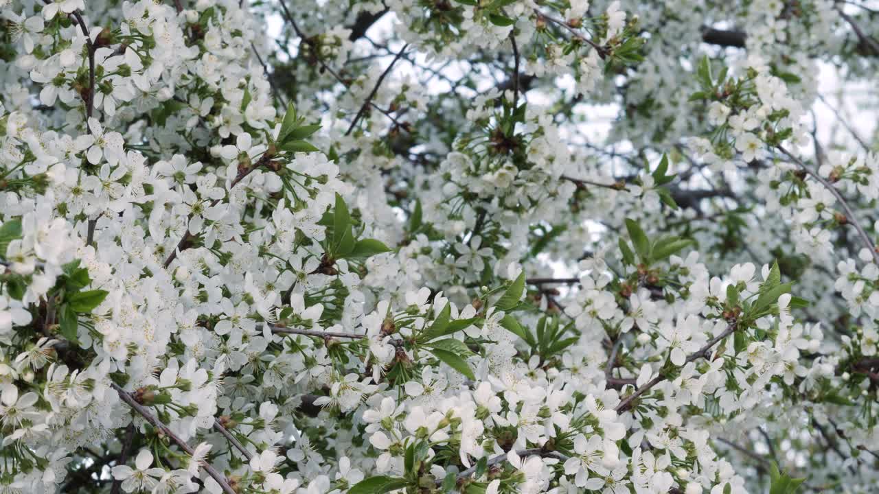 白色背景上的春天樱花视频素材